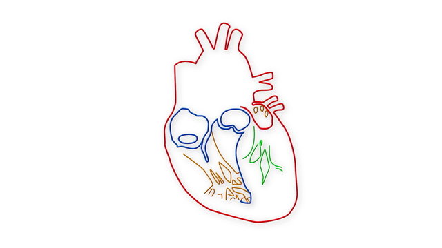 Human Heart structure animation illustration 