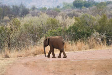 Fototapeta na wymiar Baby Elephant