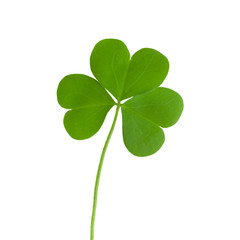green clover symbol of a St Patrick day