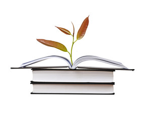 tree growing from open book