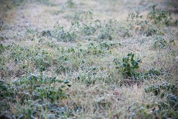 hoarfrost on grass