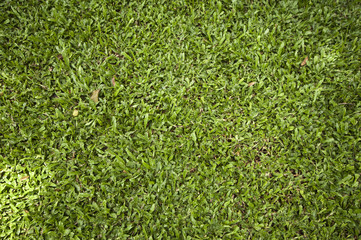 Green grass at park in Thailand