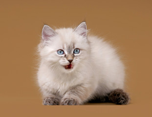 small siberian kitten on light brown background