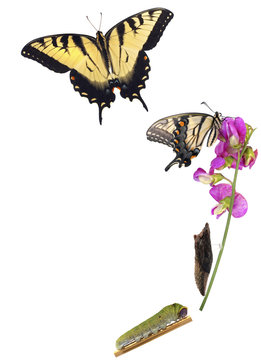 Tiger Swallowtail metamorphosis