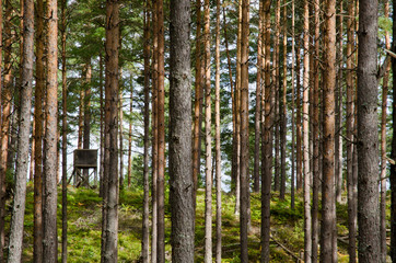 Hunting tower in a pine tre forest