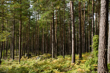 Pine forest with rocks, moss and golden bracken