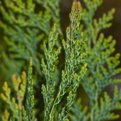 Fir Tree Close-up