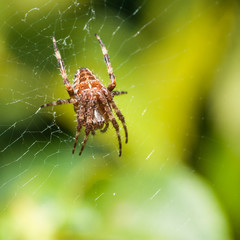 Orb Weaver