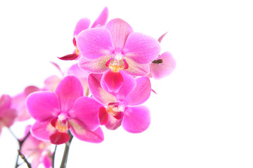 Naklejka na ściany i meble Piękne różowa orchidea