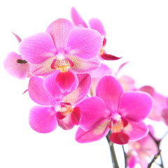 Fototapeta na wymiar Piękne różowa orchidea