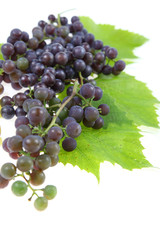 Red grape with leaves