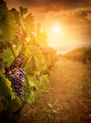 Crédence de cuisine en verre imprimé Vignoble Vignoble en récolte d& 39 automne