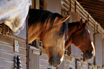 chevaux