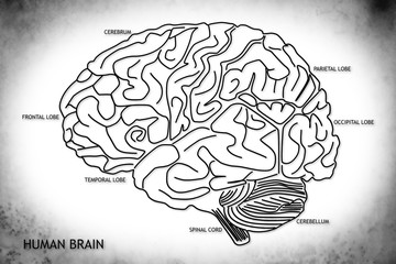 The human brain structure