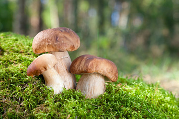three mushroom (porcini) on moss  in forest