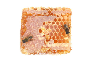 Honeycomb and bee