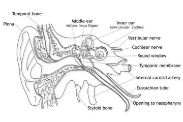 Human Ear structure