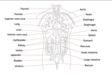 Human Organs structure