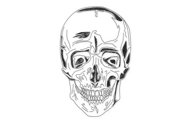 Human Skull structure animation illustration