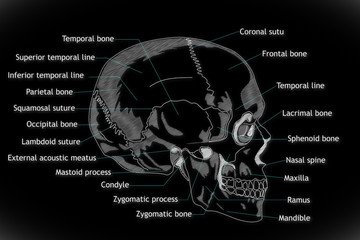 Human Skull structure animation illustration