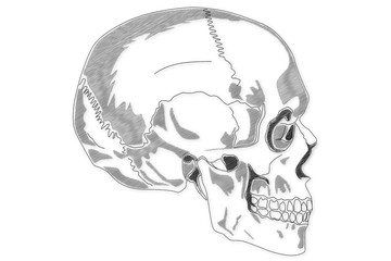 Human Skull structure animation illustration