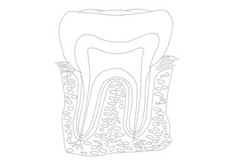 Human Tooth structure animation illustration