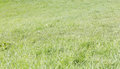 Perfect green grass texture