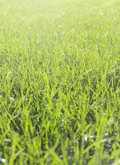 Perfect green grass texture