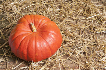 pumpkin on old wooden floor