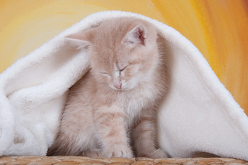Müde Katze