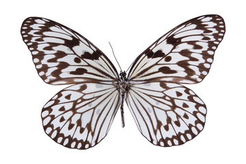 Naklejka premium Schmetterling