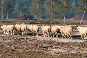Obraz na płótnie Canvas Owca w dziedzinie Heath