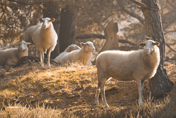 Naklejka premium Sheeps in the Morning