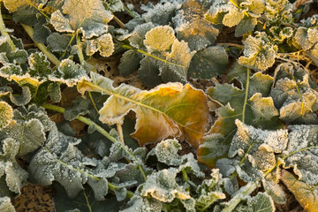 icy leaf of plant in the field