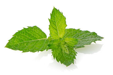 Fresh mint close up