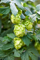 Close up Fresh Green hops in summer