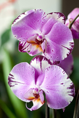 Fototapeta premium pink orchid (phalaenopsis)