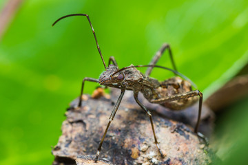 assassin bug