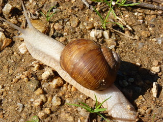 A snail