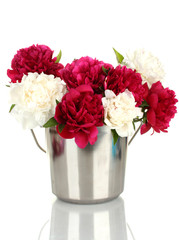 beautiful pink and white peonies in bucket isolated on white
