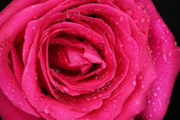 beautiful pink rose on black background close-up