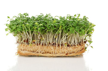 Fresh cress salad isolated on white