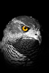 Hawk's eye
