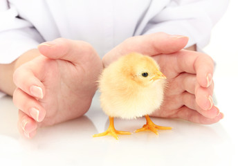 beautiful little chicken and hands isolated on the white