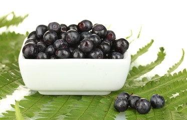 ripe blueberries in white bowl on fern close-up