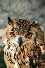 Owl [Castle Strecno]