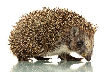 Hedgehog, isolated on white
