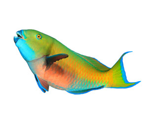 Fototapeta premium Rusty Parrotfish isolated on white background