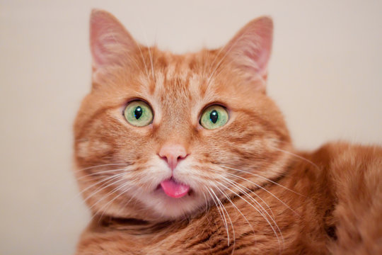 A ginger cat shows his tongue.