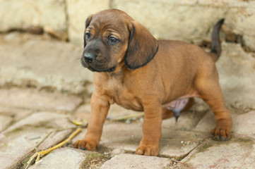 Cute Hannover bloodhound look at something - obrazy, fototapety, plakaty